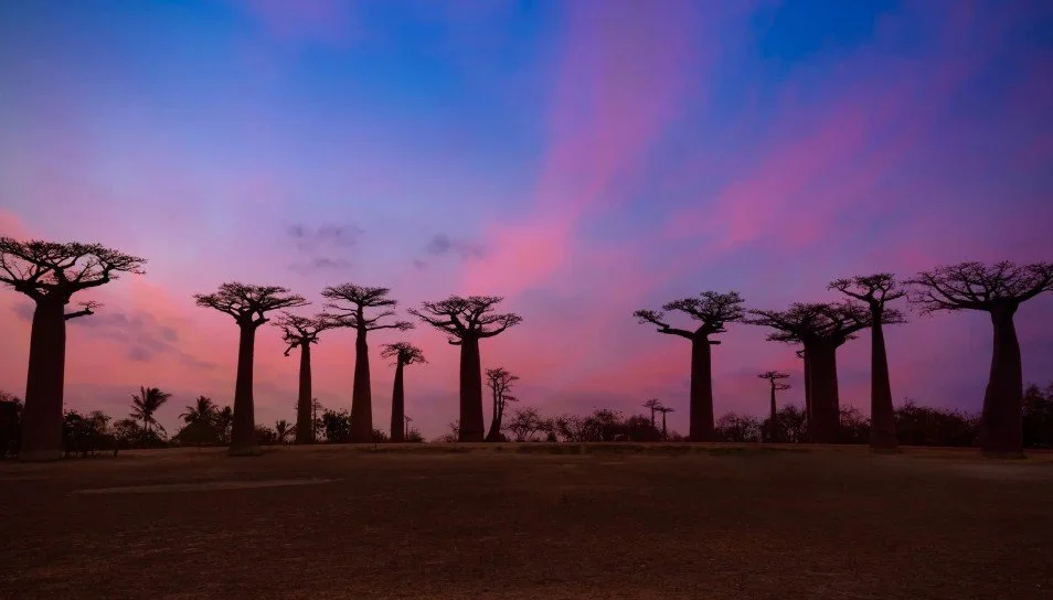 Baobab Horizon Sunset Stop