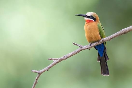 Luvuvhu River Birding Hide