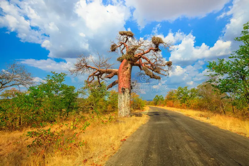 Musina Baobab Route
