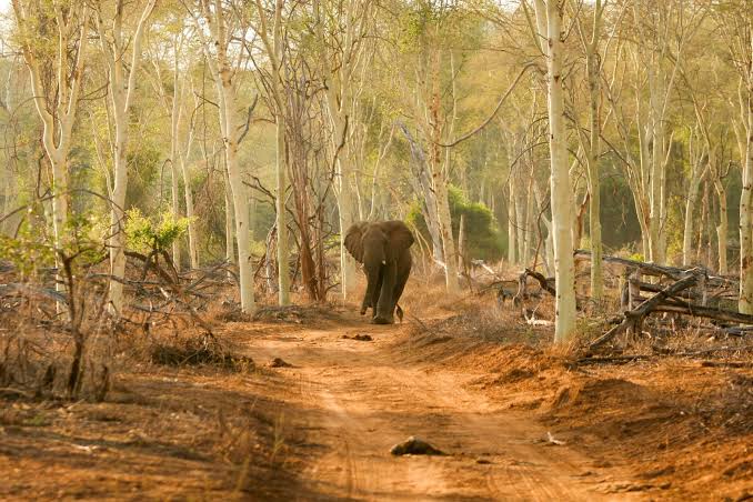Pafuri Big Five Safari