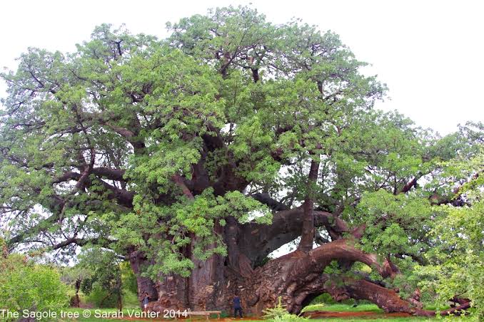 Sagole Baobab Visit
