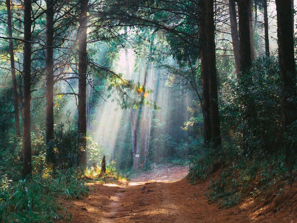 Woodbush Forest Trail