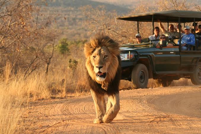 Follow the Wild